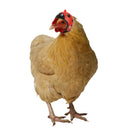 Small Pet Bird Duck Headgear Hat Cute Graffiti Chicken Helmet Poultry Supplie