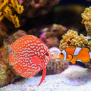 Aquarium Artificial Luminous Fish Silicone Glowing Fish Tank Decor (Red)