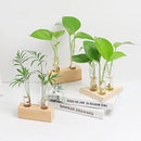Home Decoration Test Tube Vase Test Tube Vase Hydroponic Plants Wooden Stand