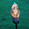 Solar LED Lawn Lights Owl Outdoor Landscape Statue Night Lamp (Dark Brown) Newly