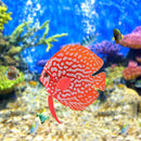 Aquarium Artificial Luminous Fish Silicone Glowing Fish Tank Decor (Red)