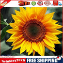 5D DIY Full Round Drill Diamond Painting Positive Sunflower Cross Stitch