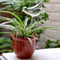 Glass Plant Flowers Water Feeder Self Watering Bird Device*1 Waterer F1Z3