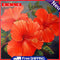 DIY Embroidery Red Flowers Diamond Painting Cross Stitch Home Decoration Gift