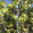 Outdoor Bird Repellent Sticks Insect Spiral Reflective Scare Rods (1pc) Newly