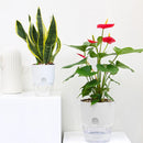 2 Layer ABS Flowerpot Self Watering Plant Container with Water Tank (8.2cm)
