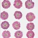 Decoration Multi-purpose DIY Real Dried Flowers Pressed Flowers Sakura Crafts