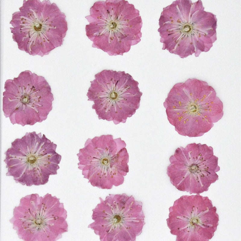 Decoration Multi-purpose DIY Real Dried Flowers Pressed Flowers Sakura Crafts