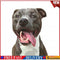 Animals Paint By Numbers Frameless DIY Handmade Picture On Canvas (Dog) #F