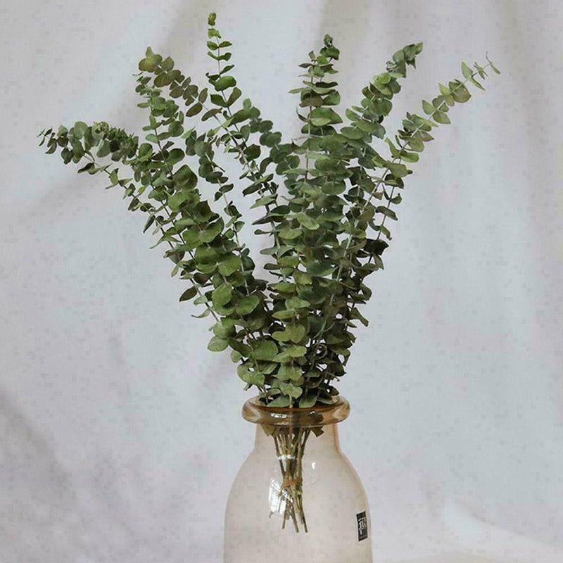 10X Air-dried Flower Eucalyptus Stems Branches Leaves DIY Bouquet Home X8G3 Y8O1