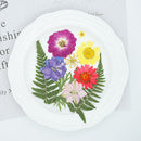 Dried Flower Material Package Real Pressed Dry Flowers & Leaves (Colour) Newly