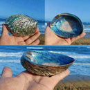 Natürliche Abalone Shell große Muschel Muschel Display Stand Neu Diy T1O3