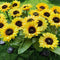 LED Solar Sunflower Shape Light Ground Plug-in Iron Lamp Path Decor (A)
