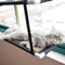 Double Layer Cat Sucker Hammock Comfortable Shelf Seat House for Window Supplies