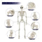 40cm Halloween Human Skeleton Halloween Garden Decoration Ornament`