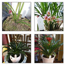 Planting Humidity Meter Soil Moisture Sensor Soil Hygrometer Monitor Plants