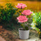 #A 3LED Rose Flower Solar Light Bonsai Flowerpot Garden Home Office Table Lamp