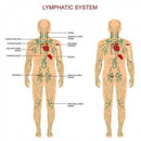 Nourishing Lymphatic Drainage Ginger Oil Body Massage Skin Care Essential Oil
