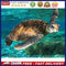 DIY Hand Painted Paint By Numbers Oil Canvas Pictures Sea Turtle Kit Room D