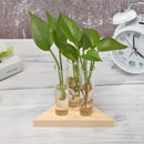 Transparent Glass Vase Wooden Frame Bonsai Desktop Ornaments Home Office Decor