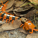 Remote Control Centipede Cat Interactive Toys with Egg Toys (Intermediate)