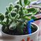 1pcs Dripper Micro Drip Irrigation Sprinklers Spray Garden Plant Watering I5Z3