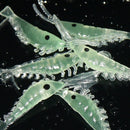 50pcs Luminous Shrimp Soft Lure 3cm Night Fishing Bait Fluorescent Glow