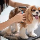 Pet Deshedding Brush Cat Dog Hair Grooming Comb Hair Shedding (Blue L) Newly