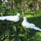 2pcs White Foam Feather Simulation Pigeons Wedding Table Decor Home Crafts