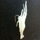 9pcs 4cm that attracts with worm soft shrimp fishing bait artificial bait hooks