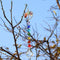 DIY Crystal Beads Rainbow Pendant Handcraft  for Home Decor (A)