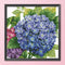 Partial Embroidery Hydrangea Printed Cross Stitch 14CT 2 Strand Cotton Kit Newly