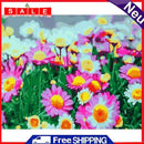DIY Chrysanthemum Painting By Numbers Kit Hand Painted Canvas Oil Art Picture