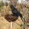 Halloween Black Feathered Crows Realistic Black Birds Ravens Props.
