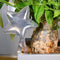 Transparent Bird Travel Flower Waterer Bulb Car Drip Irrigation Device (B)