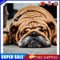 Paint By Numbers Kit DIY Sleeping Dog Colouring Oil Picture Artwork Craft