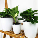 Automatic Water Absorbing Flower Pot Succulent Bonsai Container Tray (D) Newly