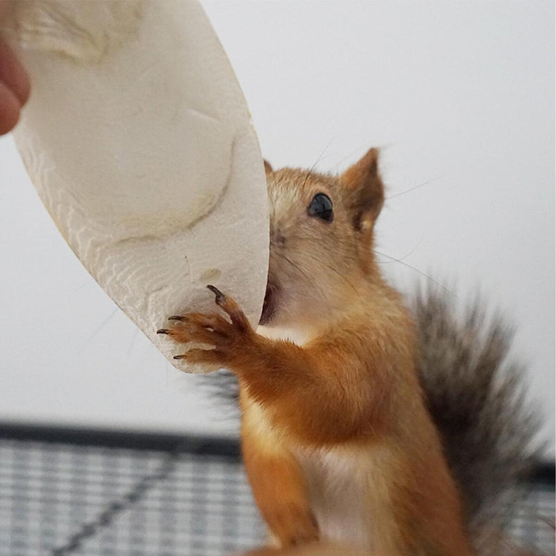 1 bag Cuttlebone Cuttlefish Bone Sepia Cuttle Fish Food Pickstone Calcium N3Z3
