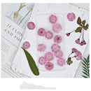 Decoration Multi-purpose DIY Real Dried Flowers Pressed Flowers Sakura Crafts