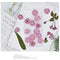 Decoration Multi-purpose DIY Real Dried Flowers Pressed Flowers Sakura Crafts
