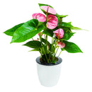 Automatic Water Absorbing Flower Pot Succulent Bonsai Container Tray (D) Newly