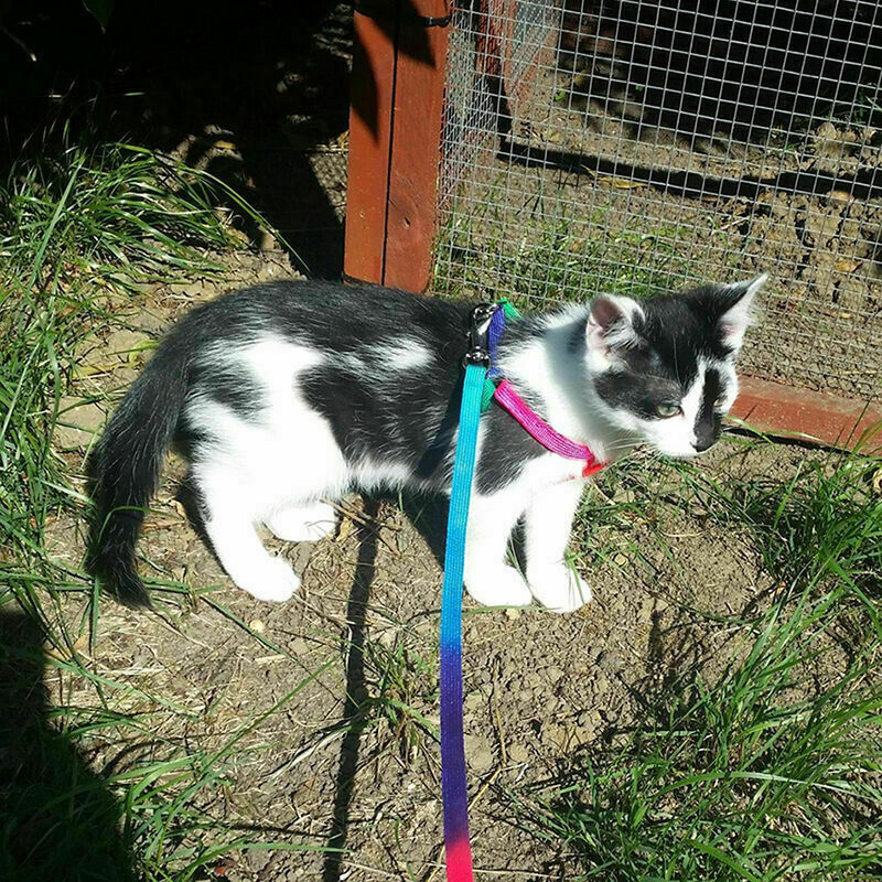 SMALL PET DOG PUPPY MATCHING COLLAR AND LEAD SET NYLON ADJUSTABLE CA P8C7