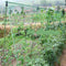 Garden Plants Climbing Netting Nylon Flower Vine Support Rope (1.8x2.7m) Newly