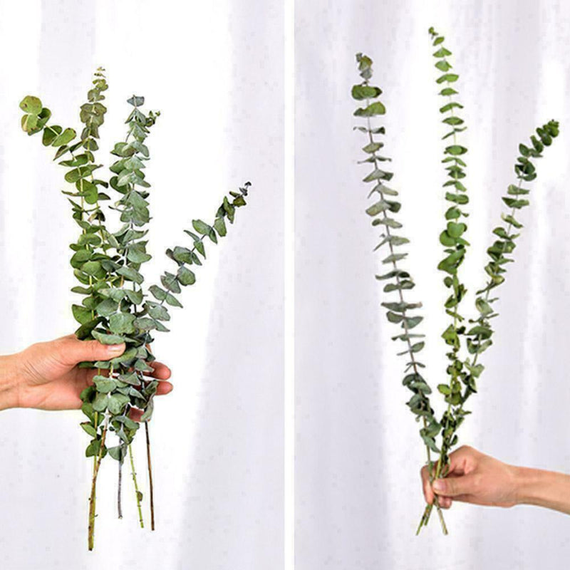10X Air-dried Flower Eucalyptus Stems Branches Leaves DIY Bouquet Home X8G3 Y8O1