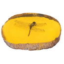 Amber Dragonfly Fossil Insects Manual Polishing True Q7S1 Collection P8J3