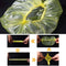 Dustproof Plastic Eyebrows Tattoo Microblading Hair Net Caps Catering Hat