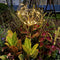 2pcs 125LED Solar Fireworks Dandelion Light Outdoor Garden Decor (Warm)