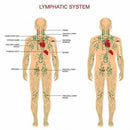 Extract Essential Oil Skin Care Lymphatic Drainage Ginger Oil Body Massage