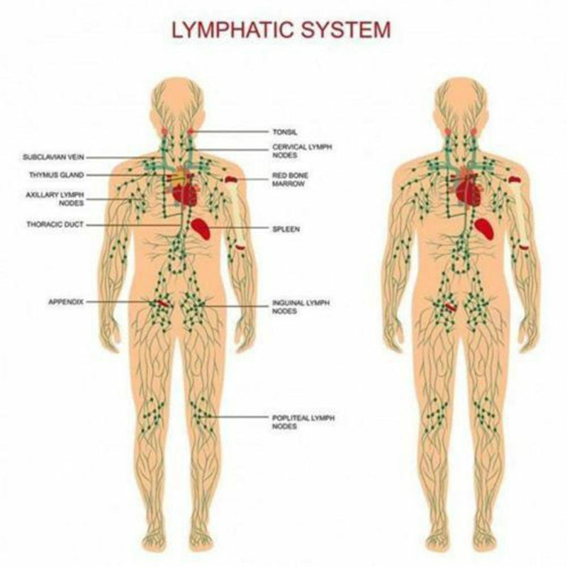 Extract Essential Oil Skin Care Lymphatic Drainage Ginger Oil Body Massage
