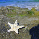 Fashion Lady Beach Girls Starfish Hair Clip Hairpin Jewelry Star Sea For 2 Pcs